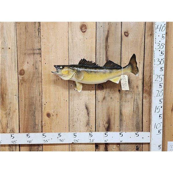 26" Walleye Real Skin Fish Taxidermy