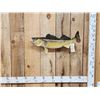 Image 1 : 26" Walleye Real Skin Fish Taxidermy