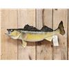 Image 2 : 26" Walleye Real Skin Fish Taxidermy
