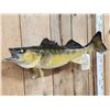 Image 3 : 26" Walleye Real Skin Fish Taxidermy