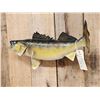 Image 4 : 26" Walleye Real Skin Fish Taxidermy