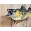 Image 5 : 26" Walleye Real Skin Fish Taxidermy