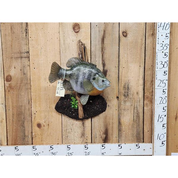 GIANT 16" Bluegill Reproduction Fish Taxidermy