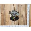 Image 1 : GIANT 16" Bluegill Reproduction Fish Taxidermy