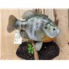 Image 2 : GIANT 16" Bluegill Reproduction Fish Taxidermy