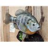 Image 3 : GIANT 16" Bluegill Reproduction Fish Taxidermy