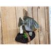Image 4 : GIANT 16" Bluegill Reproduction Fish Taxidermy