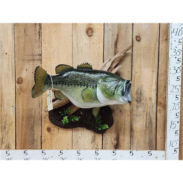 MONSTER 26" Largemouth Bass Reproduction Fish Taxidermy