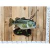 Image 1 : MONSTER 26" Largemouth Bass Reproduction Fish Taxidermy