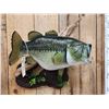 Image 2 : MONSTER 26" Largemouth Bass Reproduction Fish Taxidermy