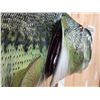 Image 4 : MONSTER 26" Largemouth Bass Reproduction Fish Taxidermy