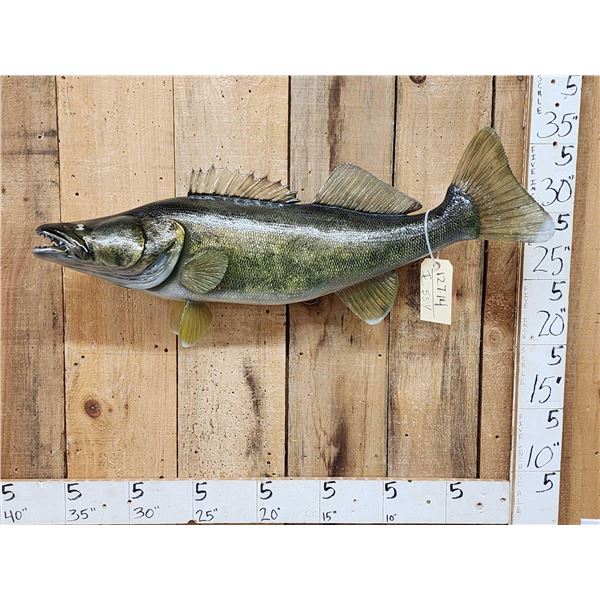 36" Walleye Reproduction Fish Taxidermy
