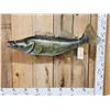 Image 1 : 36" Walleye Reproduction Fish Taxidermy
