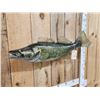 Image 2 : 36" Walleye Reproduction Fish Taxidermy