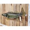 Image 3 : 36" Walleye Reproduction Fish Taxidermy
