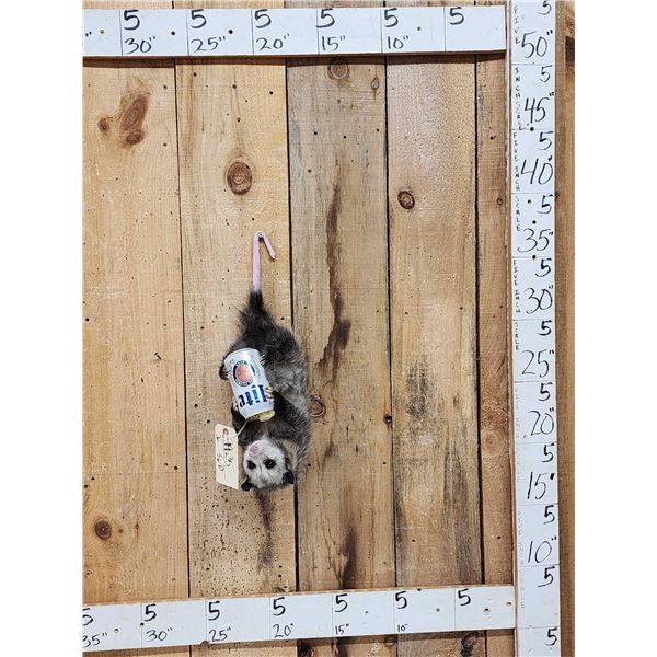 Opossum Hanging By It's Tail Drinking Beer Taxidermy