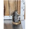 Image 2 : Naughty Squirrel Full Body Taxidermy Mount