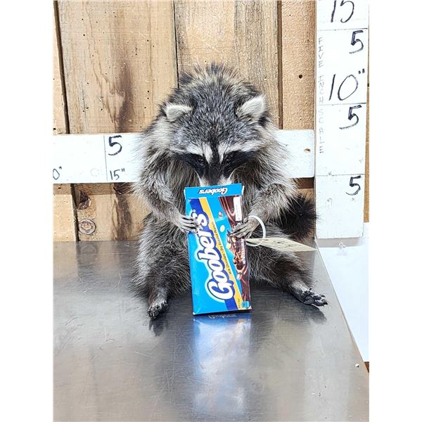 Raccoon Eating Candy Taxidermy