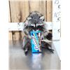Image 1 : Raccoon Eating Candy Taxidermy