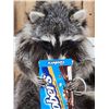 Image 2 : Raccoon Eating Candy Taxidermy