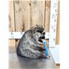 Image 3 : Raccoon Eating Candy Taxidermy