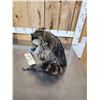 Image 4 : Raccoon Eating Candy Taxidermy