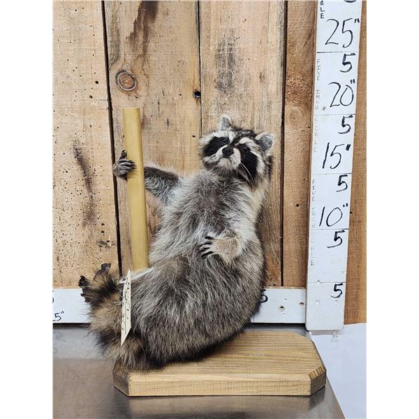 Raccoon On A Stripper Pole Taxidermy Mount