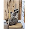 Image 1 : Raccoon On A Stripper Pole Taxidermy Mount