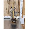 Image 2 : Raccoon On A Stripper Pole Taxidermy Mount