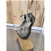 Image 3 : Raccoon On A Stripper Pole Taxidermy Mount