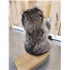 Image 4 : Raccoon On A Stripper Pole Taxidermy Mount