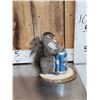 Image 2 : Naughty Squirrel Full Body Taxidermy Mount