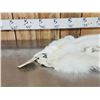 Image 2 : 2 Arctic Cross Ranch Fox Soft Tanned Furs