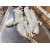 Image 6 : 2 Arctic Cross Ranch Fox Soft Tanned Furs