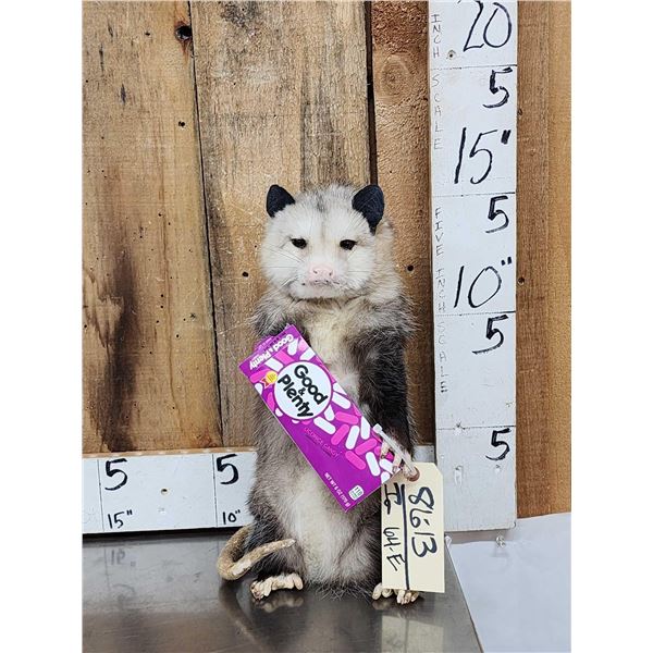 Opossum Eating Candy Taxidermy Mount