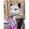 Image 3 : Opossum Eating Candy Taxidermy Mount
