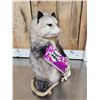 Image 4 : Opossum Eating Candy Taxidermy Mount