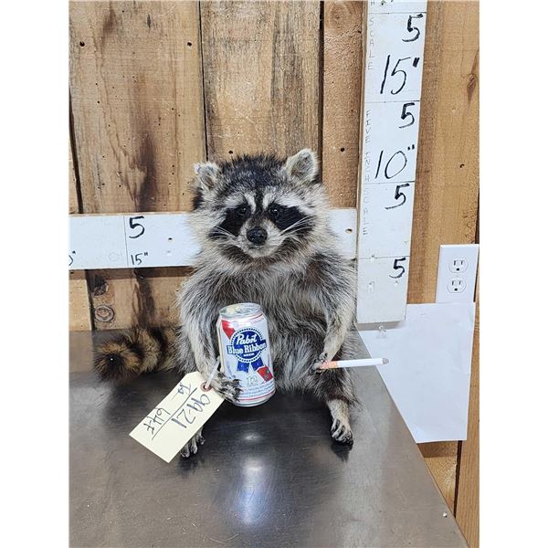 Naughty Raccoon Taxidermy Mount