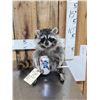 Image 1 : Naughty Raccoon Taxidermy Mount