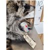 Image 2 : Naughty Raccoon Taxidermy Mount