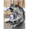 Image 3 : Naughty Raccoon Taxidermy Mount