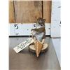 Image 2 : Squirrel In A Birch Bark Canoe Taxidermy Mount