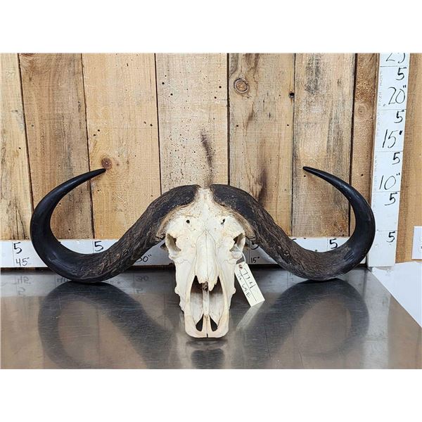 Trophy Class 41 1/2" Wide African Cape Buffalo Skull Taxidermy