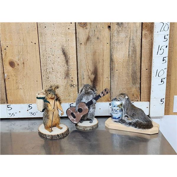 3 Cute Critters Taxidermy Lot