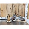 Image 1 : 3 Cute Critters Taxidermy Lot