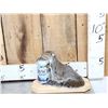 Image 2 : 3 Cute Critters Taxidermy Lot