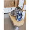Image 4 : 3 Cute Critters Taxidermy Lot