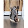 Image 6 : 3 Cute Critters Taxidermy Lot