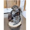 Image 7 : 3 Cute Critters Taxidermy Lot