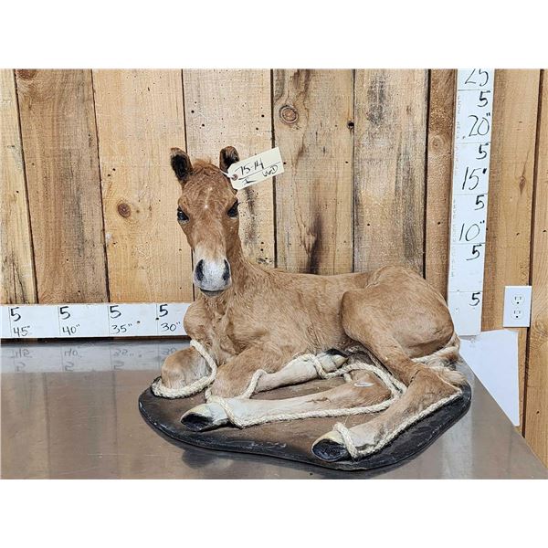 Baby Horse Colt Foal Full Body Taxidermy Mount